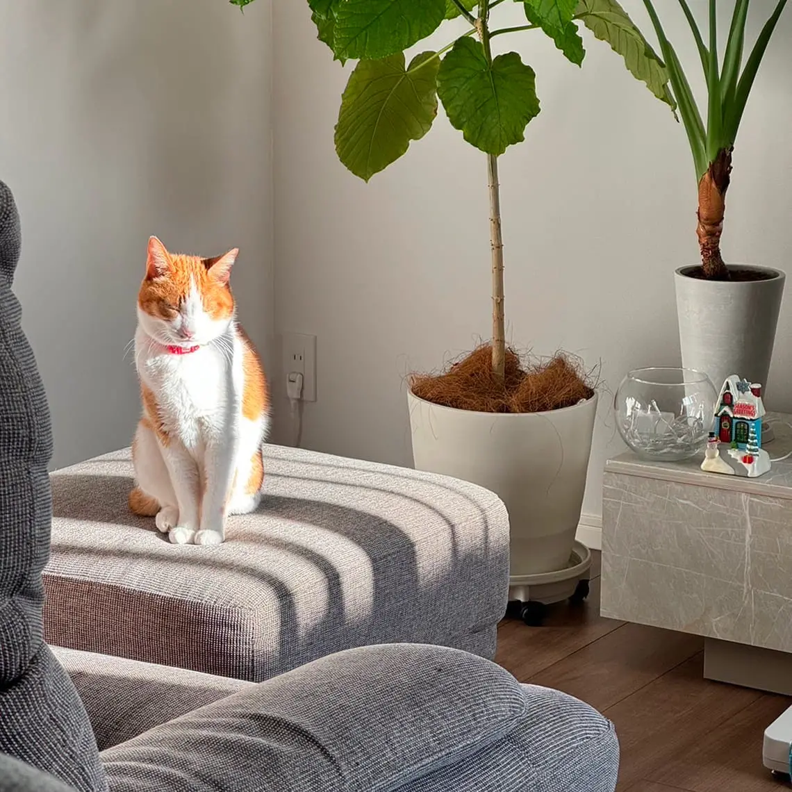 日差しを浴びながらソファに座る茶白の猫