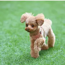 ドッグランの写真