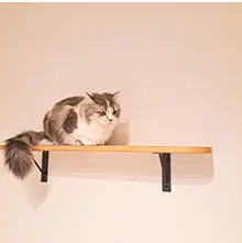 キャットウォークの写真