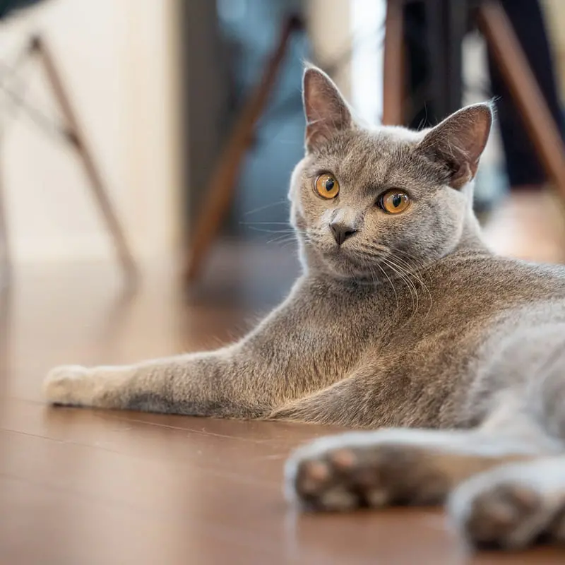 床に寝そべってこちらを見るグレーの猫