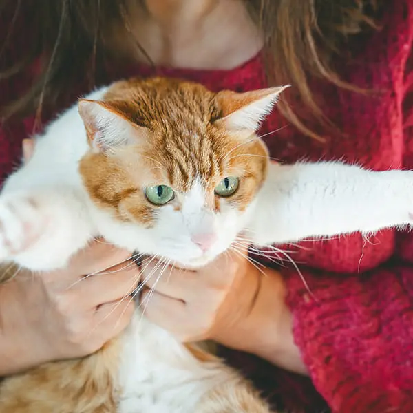 女性に抱かれた茶白の猫