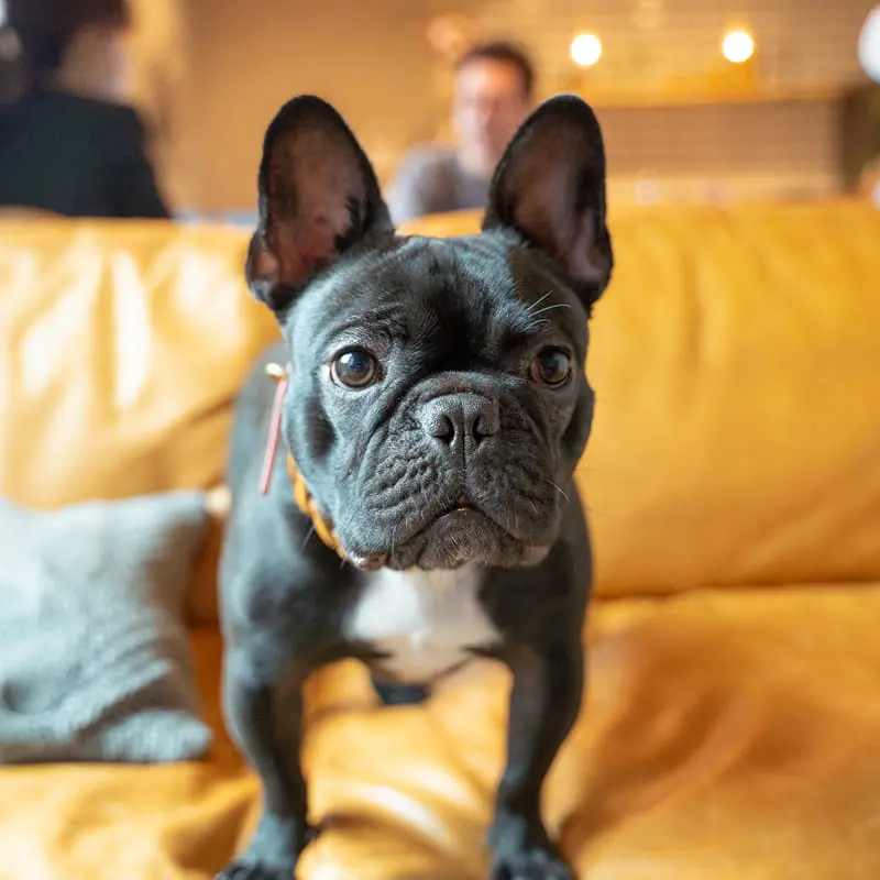 黄色いソファに座る黒いフレンチブルドッグ