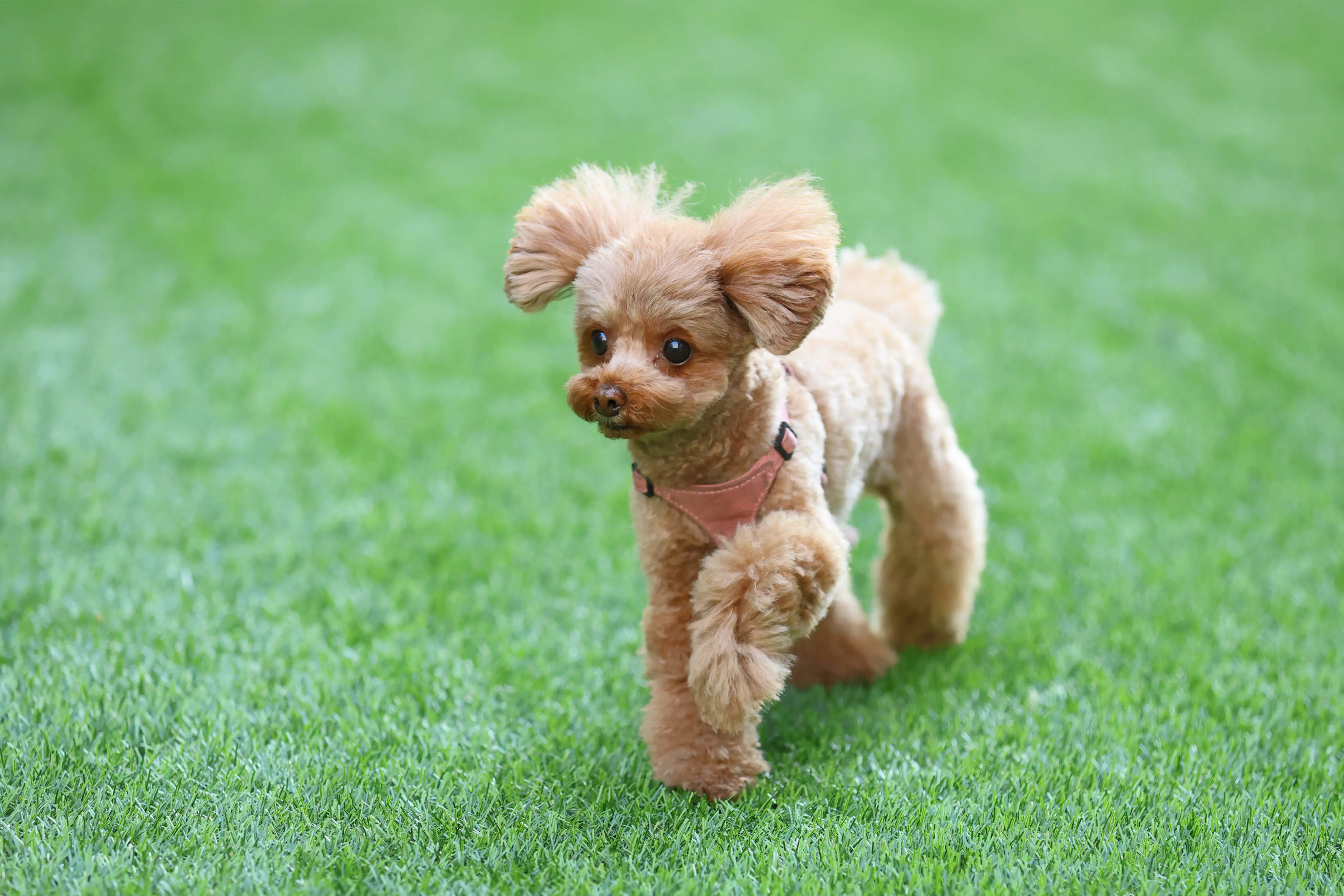 ドッグランの写真