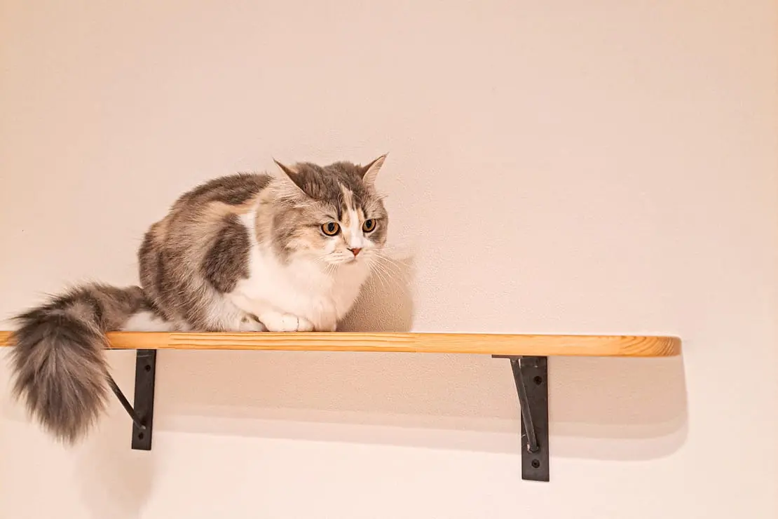 キャットウォークの写真