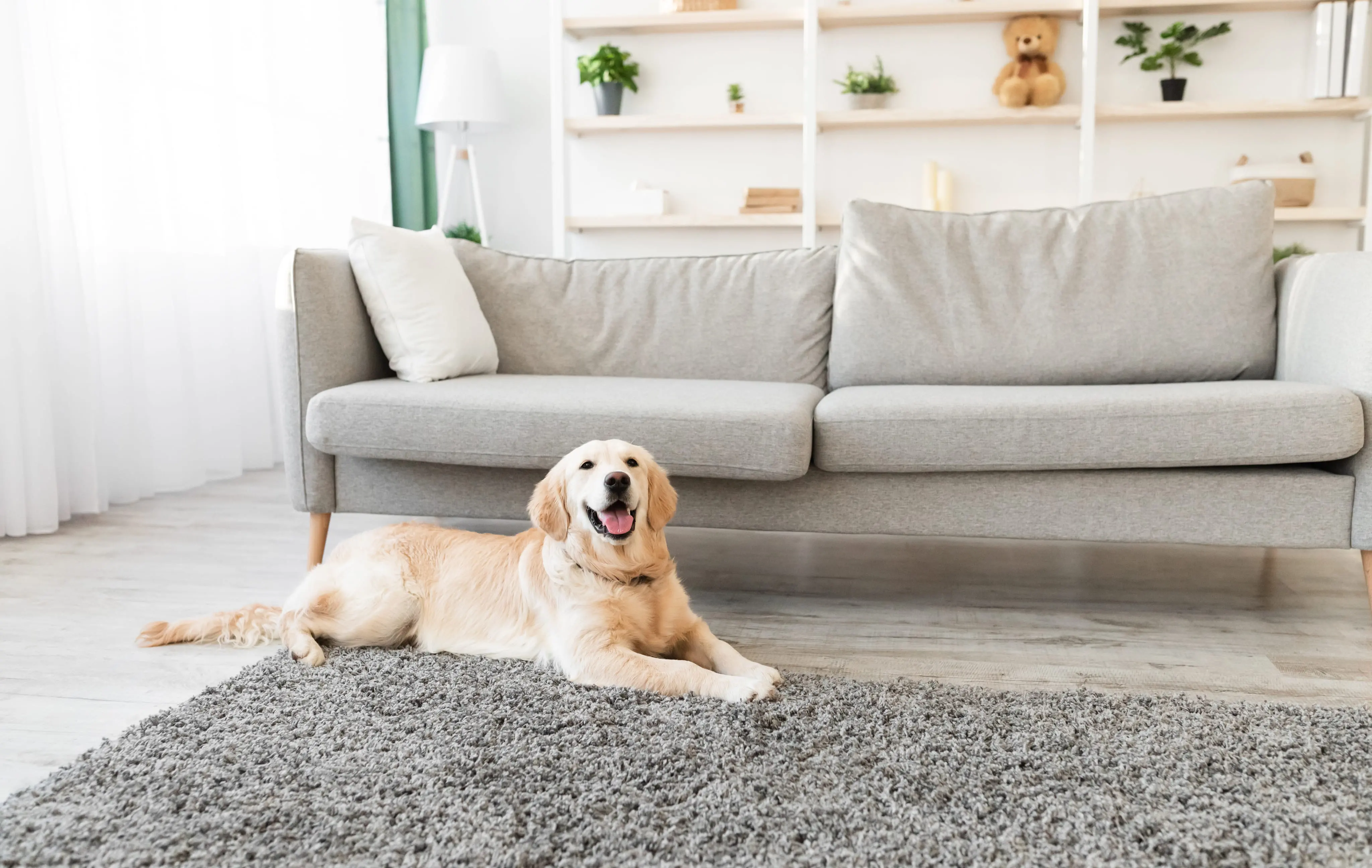 ペットの消臭の写真