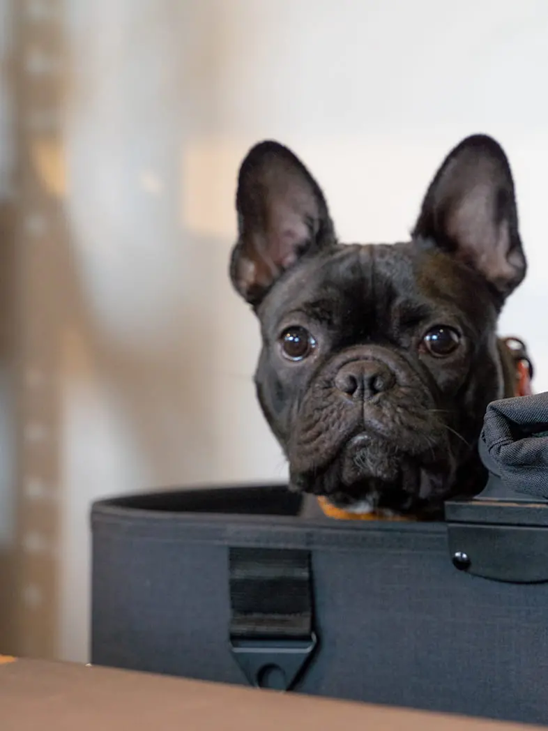 黒いフレンチブルドッグが正面を見ている写真
