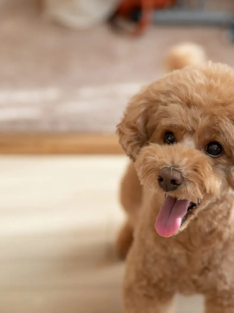 舌を出して笑顔のように見える茶色のトイプードルの写真