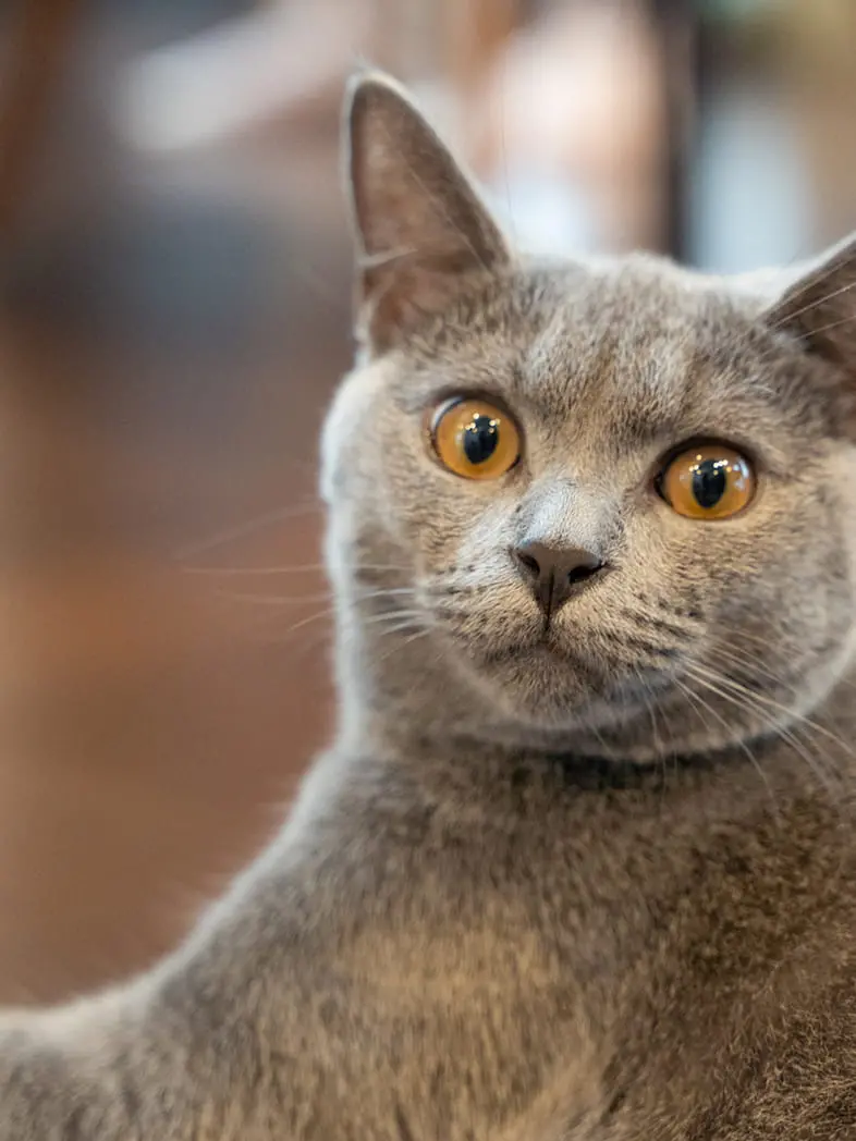 黄色い目をしたグレーの猫がこちらを見つめている写真